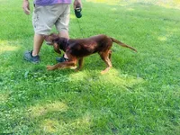 Female#1 , a female Irish Setter for sale in Peru, IL – 3 of 5