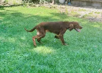 Male#3, a male Irish Setter for sale in Peru, IL – 1 of 7