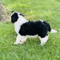 Molly, a female Old English Sheepdog and Poodle - Miniature  for sale in Peru, IL – Photo 9 of 10