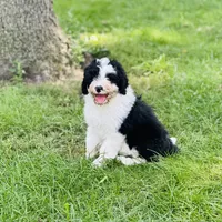Molly, a female Old English Sheepdog and Poodle - Miniature  for sale in Peru, IL – Photo 8 of 10