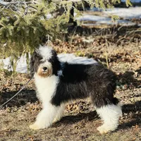 Molly, a female Old English Sheepdog and Poodle - Miniature  for sale in Peru, IL – Photo 6 of 10