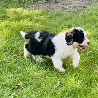 Molly, a female Old English Sheepdog and Poodle - Miniature  for sale in Peru, IL – Photo 10 of 10