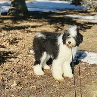 Molly, a female Old English Sheepdog and Poodle - Miniature  for sale in Peru, IL – Photo 5 of 10