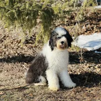 Molly, a female Old English Sheepdog and Poodle - Miniature  for sale in Peru, IL – Photo 7 of 10