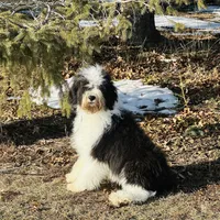 Molly, a female Old English Sheepdog and Poodle - Miniature  for sale in Peru, IL – Photo 4 of 10