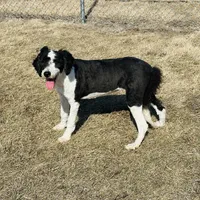 Molly, a female Old English Sheepdog and Poodle - Miniature  for sale in Peru, IL – Photo 2 of 10