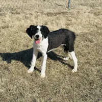 Molly, a female Old English Sheepdog and Poodle - Miniature  for sale in Peru, IL – Photo 1 of 10