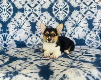 Female-Red , a female Pembroke Welsh Corgi for sale in Peru, IL – 3 of 5