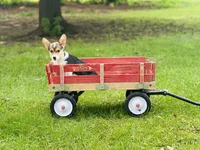 Boy~Purple , a male Pembroke Welsh Corgi for sale in Peru, IL – 6 of 6