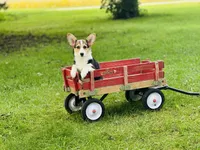 Female~Pink, a female Pembroke Welsh Corgi for sale in Peru, IL – 4 of 5