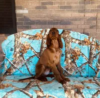 Male#2, a male Irish Setter for sale in Peru, IL – 4 of 4