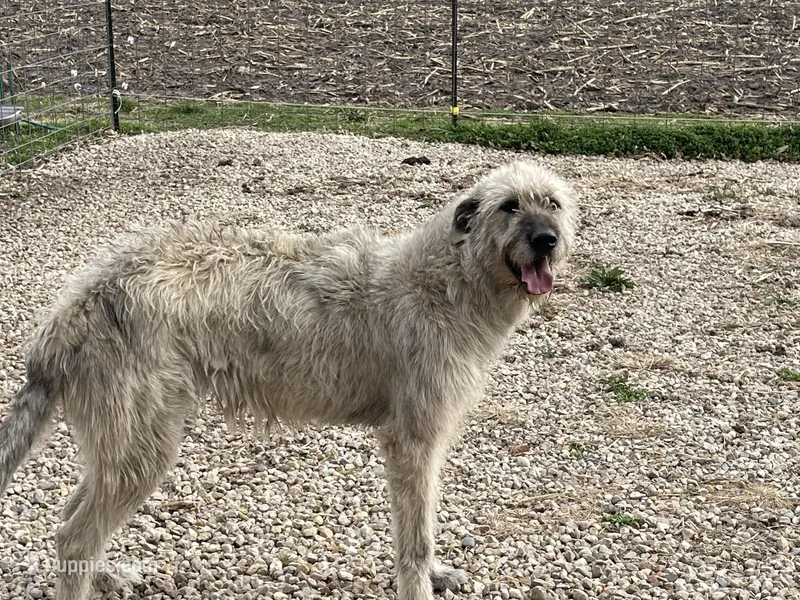 Iris  – Irish Wolfhound puppy for sale in Peru, IL