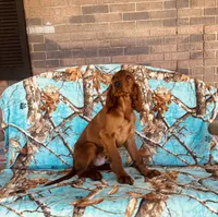 Male#3, a male Irish Setter for sale in Peru, IL – 3 of 3