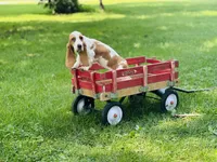 Daisy , a female Basset Hound for sale in Peru, IL – 5 of 5