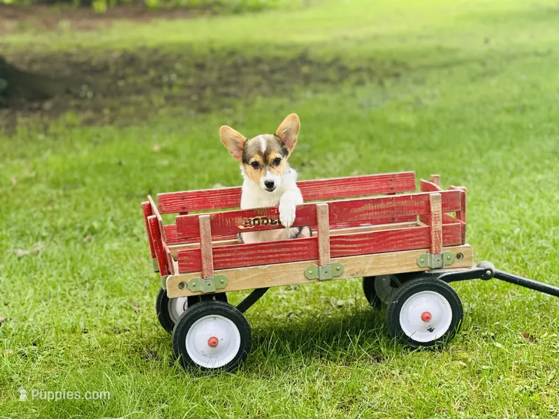 Boy~Purple  – Pembroke Welsh Corgi puppy for sale in Peru, IL