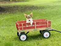 Boy~Purple , a male Pembroke Welsh Corgi for sale in Peru, IL – 1 of 6