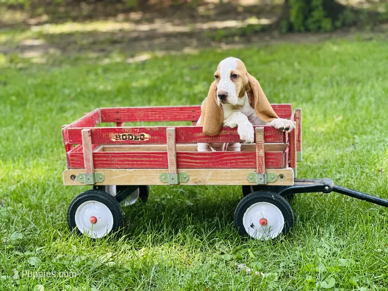 Ollie  – Basset Hound puppy for sale in Peru, IL