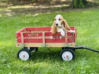 Ollie , a male Basset Hound for sale in Peru, IL – 1 of 5