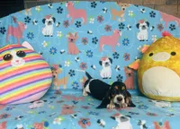 Sadie , a female Basset Hound for sale in Peru, IL – 4 of 5