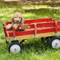 Boy#2, a male Bedlington Terrier for sale in Peru, IL – Photo 3 of 9