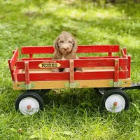 Boy#2, a male Bedlington Terrier for sale in Peru, IL – Photo 4 of 9