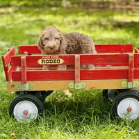 Boy#2, a male Bedlington Terrier for sale in Peru, IL – Photo 2 of 9