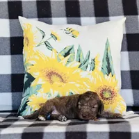 Boy#2, a male Bedlington Terrier for sale in Peru, IL – Photo 5 of 9