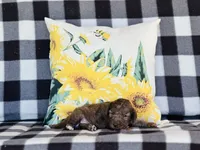 processed/f05f104c-cd7d-4124-a23a-6f6c314f8d34/listing/98785083-0d9f-479a-8e04-4349f6c2a90d/5c6aa803-32a0-4204-a4ef-b70760e18119