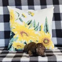 Boy#2, a male Bedlington Terrier for sale in Peru, IL – Photo 9 of 9