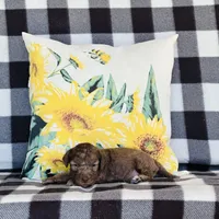 Boy#2, a male Bedlington Terrier for sale in Peru, IL – Photo 7 of 9