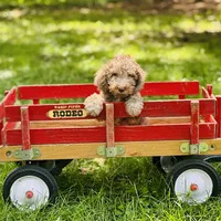 Boy#2, a male Bedlington Terrier for sale in Peru, IL – Photo 1 of 9