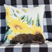 Boy#2, a male Bedlington Terrier for sale in Peru, IL – Photo 8 of 9