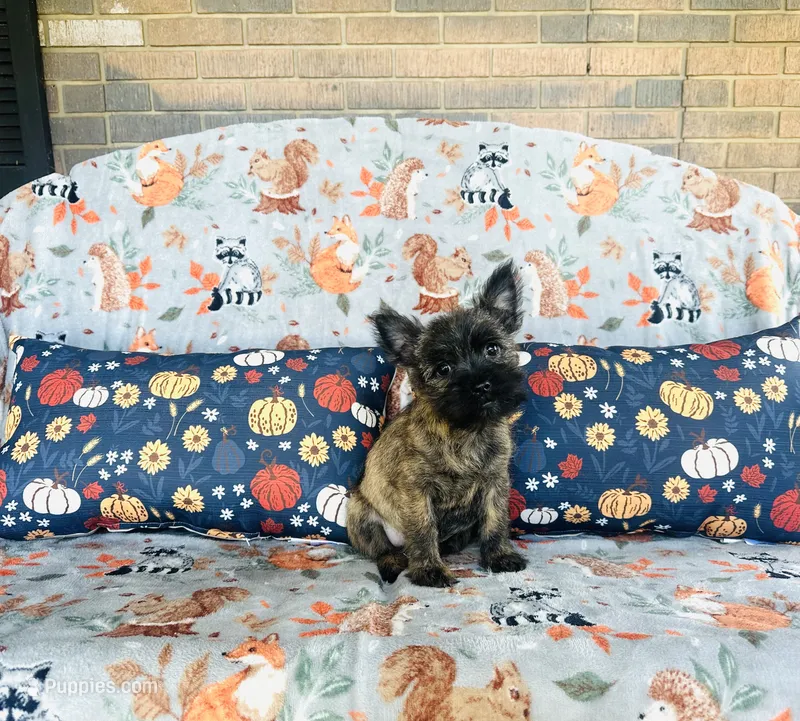 Honey  – Cairn Terrier puppy for sale in Peru, IL