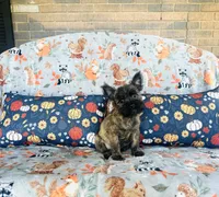 Honey , a female Cairn Terrier for sale in Peru, IL – 1 of 5