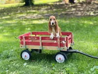 Winnie , a female Basset Hound for sale in Peru, IL – 2 of 5