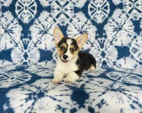 Boy~Blue , a male Pembroke Welsh Corgi for sale in Peru, IL – 1 of 4