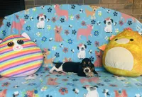 Sadie , a female Basset Hound for sale in Peru, IL – 5 of 5