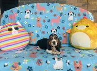 Penny , a female Basset Hound for sale in Peru, IL – 4 of 5