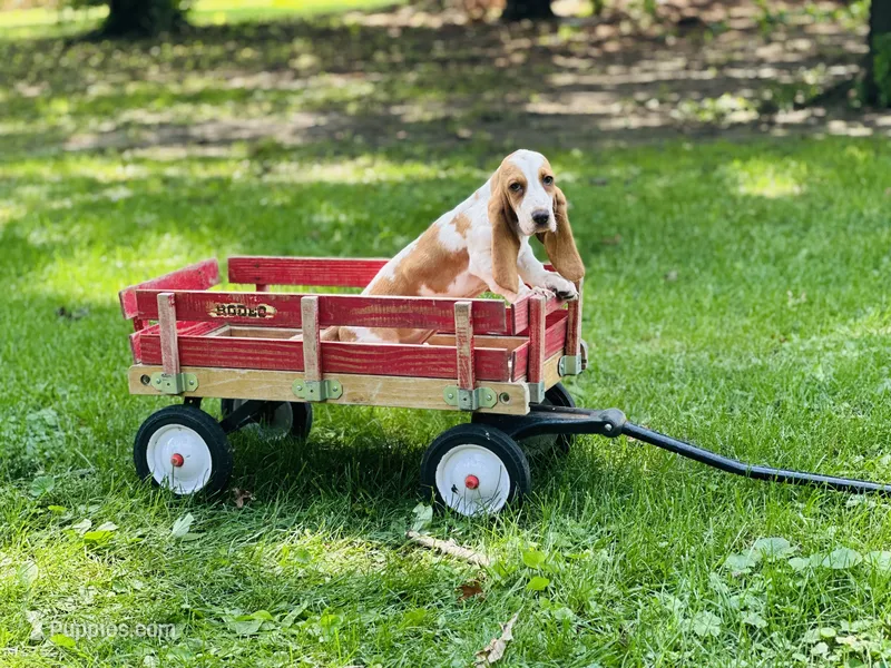 Daisy  – Basset Hound puppy for sale in Peru, IL