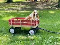 Daisy , a female Basset Hound for sale in Peru, IL – 1 of 5