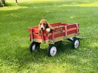 Dolly, a female Basset Hound for sale in Peru, IL – 5 of 5