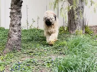 Bailey , a female Briard for sale in Peru, IL – 2 of 3