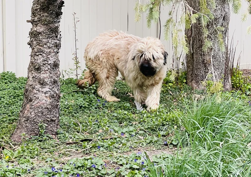 Bailey  – Briard puppy for sale in Peru, IL
