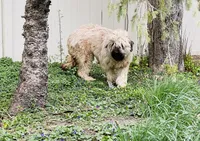 Bailey , a female Briard for sale in Peru, IL – 1 of 3