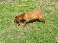 Female#1, a male Irish Setter for sale in Peru, IL – 4 of 5