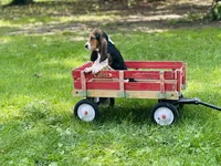 Penny , a female Basset Hound for sale in Peru, IL – 5 of 5