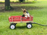Female-Red , a female Pembroke Welsh Corgi for sale in Peru, IL – 2 of 5