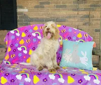 Boy~ Blue, a male Spinone Italiano for sale in Peru, IL – Photo 1 of 5