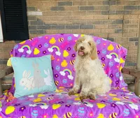 Boy~ Blue, a male Spinone Italiano for sale in Peru, IL – Photo 5 of 5