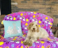 Boy~ Blue, a male Spinone Italiano for sale in Peru, IL – Photo 3 of 5